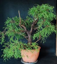Chamaecyparis pisifera filifera - Fadenscheinzypresse