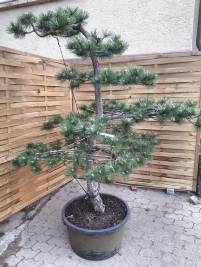 Pinus leucodermis - Schlangenhautkiefer