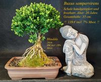 Buchsbaum Bonsai