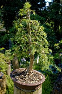 Bonsai L&auml;rche Yamadori