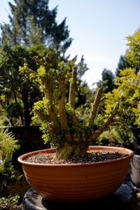 Bonsai Rohware Buchsbaum - Buxus sempervirens