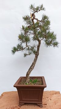 Pinus sylvestris - F&ouml;hre #ps01