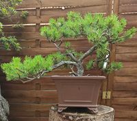 Pinus montana #pm01