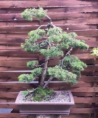 Juniperus chin. &quot;Plumosa Aurea&quot; - Gelber Mooswacholder