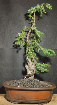 Juniperus conferta &quot;Blue Pacific&quot;
