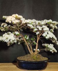 Rhododendron &quot;Kermesina Alba&quot; - Japanische Azalle #rh01