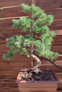 Pinus pentaphylla - M&auml;dchenkiefer #Pp01