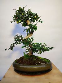 Ulmus parviflora - Chin. Ulme