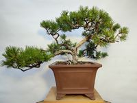 Pinus montana - Bergkiefer - Yamadori