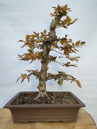Carpinus betulus - Hainbuche #CbPb01