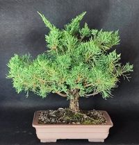 Chinesischer Wacholder - Juniperus chinensis