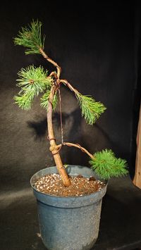 Pinus sylvestris - Waldkiefer, F&ouml;hre