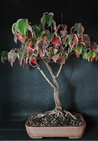 Cornus florida - Amerikanischer Blumenhartriegel