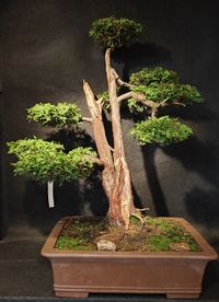 Thuja occidentalis - Abendl&auml;ndischer Lebensbaum