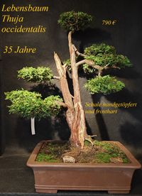 Lebensbaum Bonsai