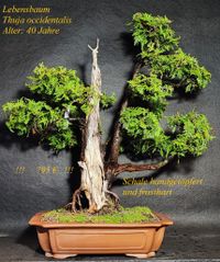 Lebensbaum Bonsai