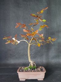 Bonsai Blutbuche - Fagus sylvatica &quot;Swat Margret&quot;