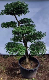 Gartenbonsai Feldahorn - Acer campestre