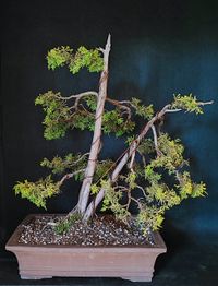 Gelber Mooswacholder Bonsai in handget&ouml;pferter frostfester Schale