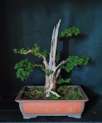 Bonsai Eibe - Taxus baccata