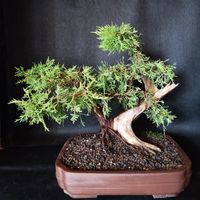 Wacholder Bonsai mit grossem Totholzbereich in handget&ouml;pferter frostfester Schale.