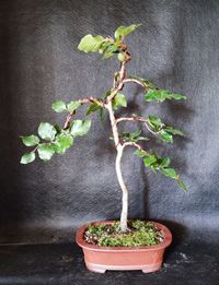 Rotbuche Bonsai mit frischgr&uuml;nem Laub mit nat&uuml;rlichem Stammverlauf in handget&ouml;pferter frostharter Schale.