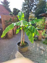 Bananenstaude Musa Basjoo 140/160 C50L