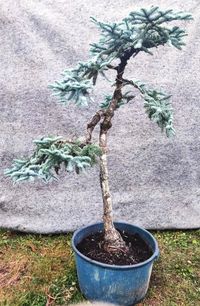 Bonsai Blaue Edeltanne - Literat