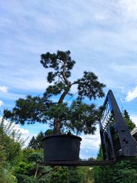 Waldkiefer Gartenbonsai