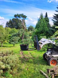 Pinus sylvestris ( Bild3)