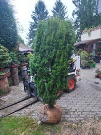 S&auml;uleneibe - Taxus baccata &quot;Fastigiata&quot;__nicht mehr verf&uuml;gbar !_____