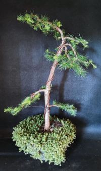 Bonsai L&auml;rche - Larix decidua