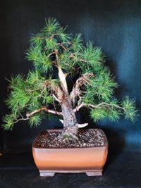 Waldkiefer Bonsai in handget&ouml;pferter frostfester Schale.